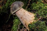 Boletellus mirabilis image