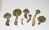 Gymnopilus punctifolius image