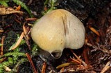 Gymnopilus punctifolius image