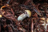 Gymnopilus punctifolius image
