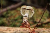 Gymnopilus punctifolius image