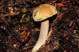 Gymnopilus punctifolius image