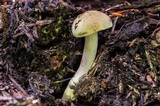 Gymnopilus punctifolius image