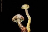 Gymnopilus punctifolius image