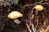 Gymnopilus punctifolius image