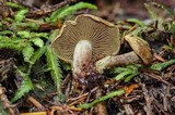 Gymnopilus punctifolius image