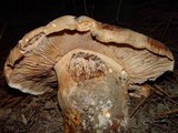 Tricholoma colossus image