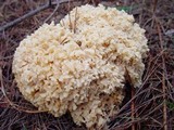 Sparassis crispa image