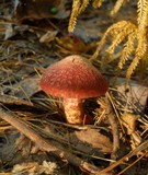 Suillus spraguei image