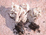 Clavulina coralloides image