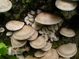 Entoloma abortivum image