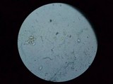 Entoloma abortivum image