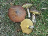 Suillus luteus image