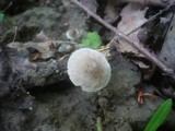 Mycena abramsii image