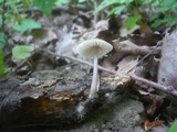 Mycena abramsii image