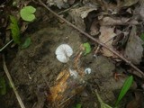 Mycena abramsii image