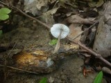 Mycena abramsii image