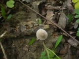 Mycena abramsii image