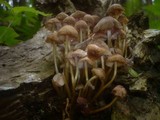 Mycena renati image
