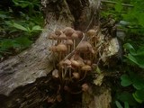 Mycena renati image