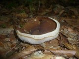 Peziza arvernensis image