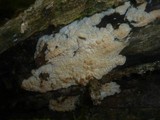 Phlebia rufa image