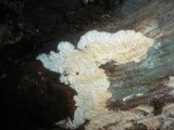 Phlebia rufa image
