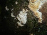 Phlebia rufa image