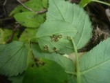 Puccinia aegopodii image
