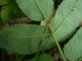 Puccinia aegopodii image