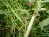 Puccinia punctiformis image