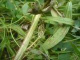 Puccinia punctiformis image