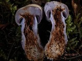Cortinarius alboviolaceus image