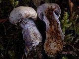 Cortinarius alboviolaceus image