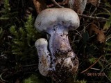 Cortinarius alboviolaceus image