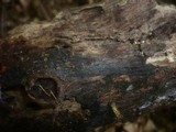 Tulasnella eichleriana image