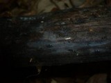 Tulasnella pruinosa image