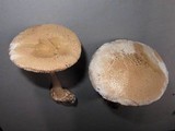 Amanita volvata image