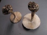 Amanita volvata image