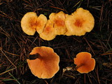 Hygrophoropsis aurantiaca image