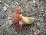 Boletus luridus image