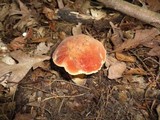 Boletus luridus image