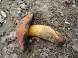 Boletus luridus image