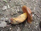 Boletus luridus image
