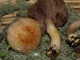 Agaricus semotus image