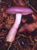 Cortinarius iodes image