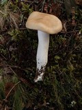 Entoloma sinuatum image