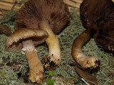 Agaricus semotus image