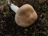 Entoloma sinuatum image