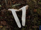 Entoloma sinuatum image